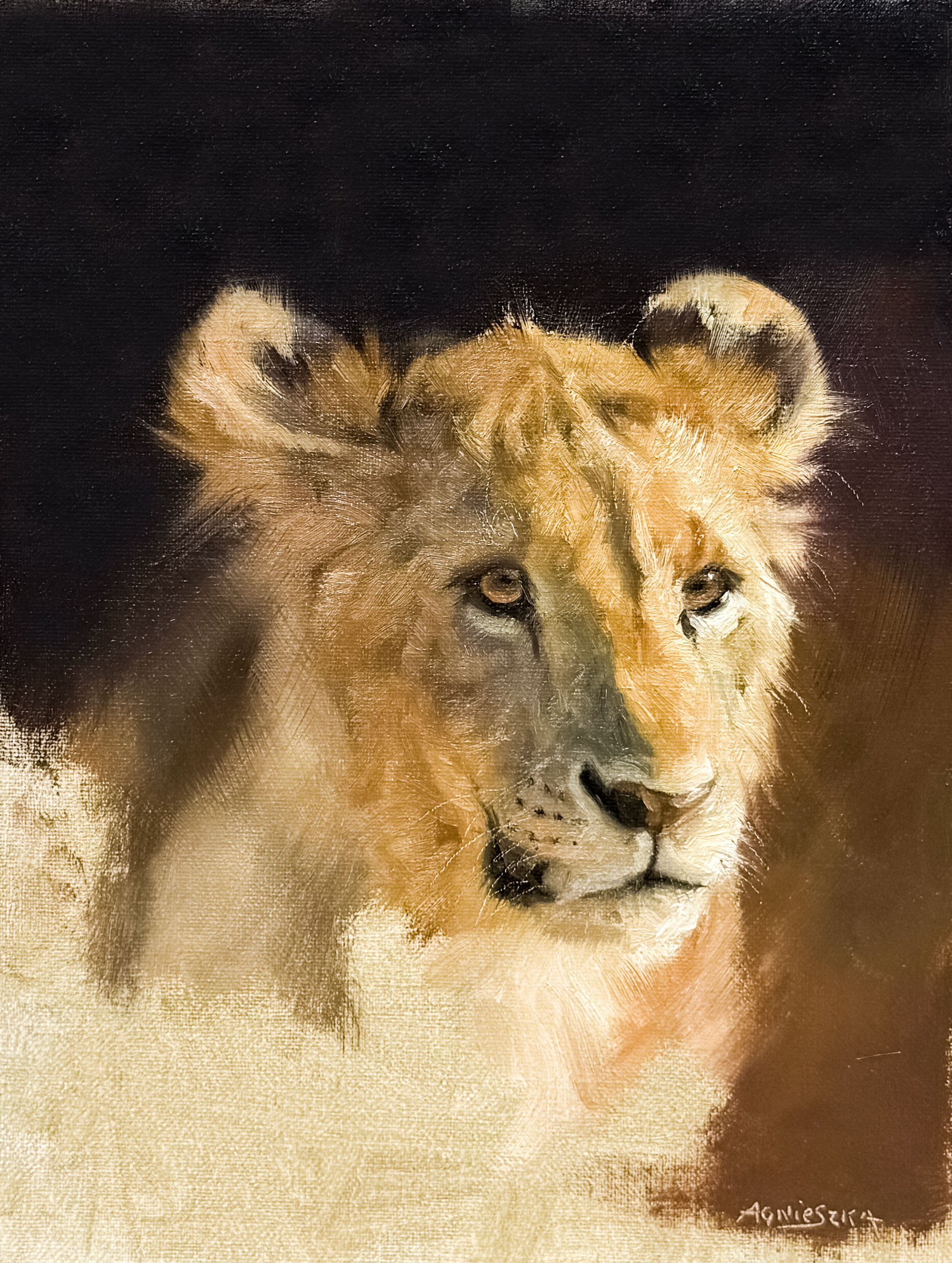 Baby Lion